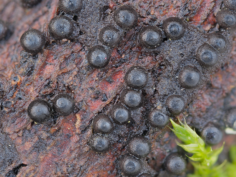 Rosellinia corticium